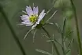 Cosmos parviflorus in Colorado