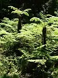 Tree ferns (Cyathea capensis) grow in wetter parts of the forest.