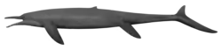 Cymbospondylus petrinus