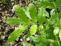 Davidsonia johnsonii leaf, smooth Davidson's plum. Cultivated tree Northern NSW, Australia.