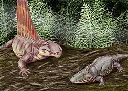 Dimetrodon grandis and Eryops – Early Permian, North America