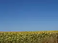 The fertile plains of Dobruja
