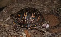Eastern box turtles laying eggs