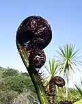The expanding frond forms a fiddlehead or koru