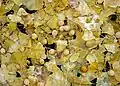 Autumn leaves and fallen seeds