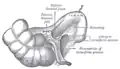 Inferior ileocecal fossa