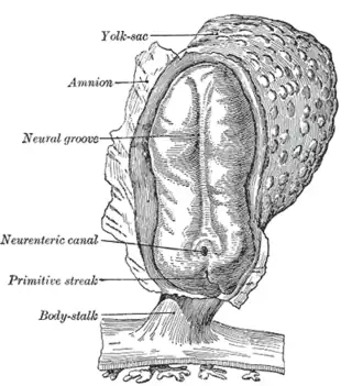 Human embryo—length, 2&nbsp;mm. Dorsal view, with the amnion laid open. X 30.
