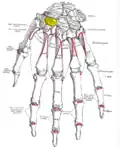Trapezoid shown in yellow. Left hand. Dorsal surface.