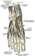 Nerves of the dorsum of the foot.