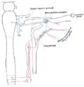 Sympathetic connections of the pterygopalatine and superior cervical ganglia.