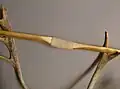 Holmegaard bow (reconstruction), Denmark, 7000 BC[4]