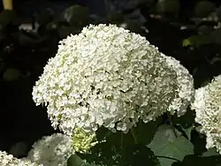 'Mariesii'