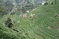 Terraced field in Kabal Swat valley, Pakistan.