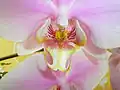 Labellum of a Phalaenopsis hybrid