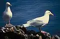 Glaucous gull Larus hyperboreus gråmåge