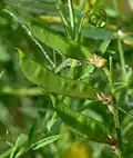 Young fruit