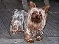 A silver-blue and pale cream Yorkshire Terrier.
