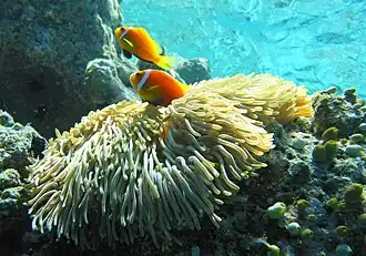 A.&nbsp;nigripes (Maldive anemonefish) lacks the dorsal strip and has a black belly, pelvic and anal fins.