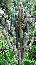 Myrtillocactus geometrizans in UNAM Botanical Garden, Mexico City