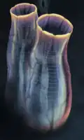 Megasiphon thylakos