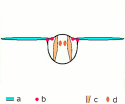 Indirect flight: muscles oscillate thorax. a: wings b: primary/secondary flight joints c: dorsoventral flight muscles d: longitudinal muscles