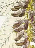 Flowers (colored engraving)
