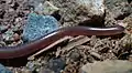 Myriopholis type species; Long-tailed thread snake (M.&nbsp;longicauda)