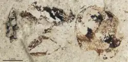 A slab of rock with a faint impression of an ant