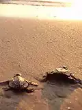 Photo of two small turtles crawling on beach