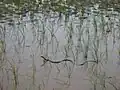 Rice field