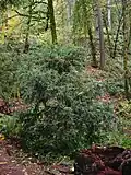 Pacific yew form