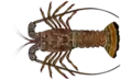 Achelata (spiny lobsters, slipper lobsters)