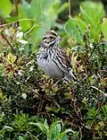 Probably P.&nbsp;s. anthinus, Alaska