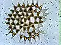 Monactinus simplex