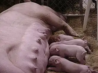 Pig