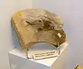 Polyspinatus[26] - Early Eocene beardfish from the Fur Formation, Denmark.
