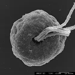 Green algae, Pyramimonas