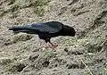 Immature P. p. himalayanus at 3,800 metres (12,500 feet) at Tilla Lotani, India