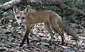 Vulpes vulpes fulvus