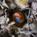 Mating