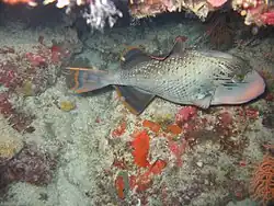 Yellowmargin triggerfish at Apo Reef