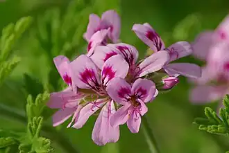 The flower cluster of cultivated P.&nbsp;'Graveolens'