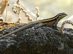 Spiny lizard (S. smithi)