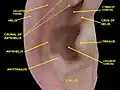 External ear. Right auricle. Lateral view.