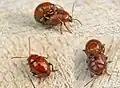 Sphaeroderma rubidum