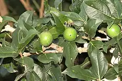 Strychnos potatorum