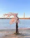 Stumpy, a small tree that went viral on the internet in 2020 and uprooted in 2024.[32]