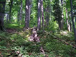 Stužica