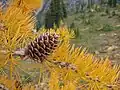 Subalpine larch male fall foliage and cone (strobilus)
