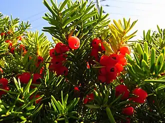 Berries